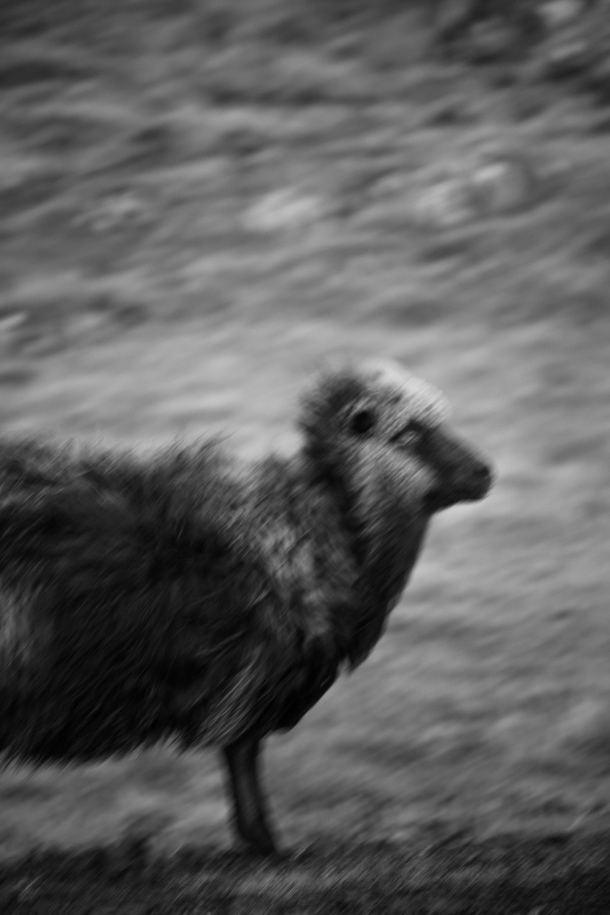 Why we love Faroese wool
